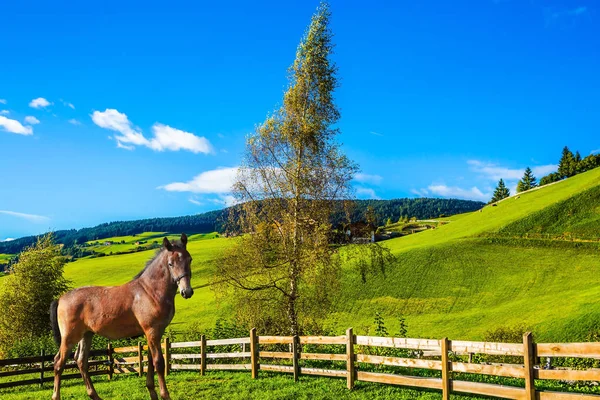 Virtaviivainen hevonen — kuvapankkivalokuva