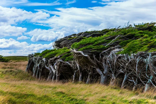 Stor horisontell skog — Stockfoto