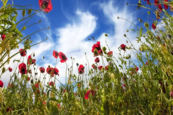 Kwitnące dzikie kwiaty - czerwone anemony — Zdjęcie stockowe