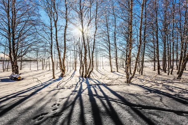 침엽수림 에서의 겨울 — 스톡 사진
