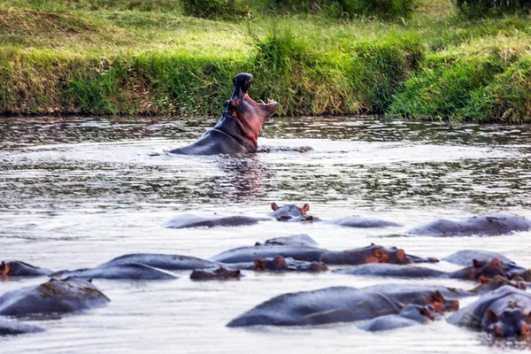 Manada de enormes hipopótamos descansa — Foto de Stock