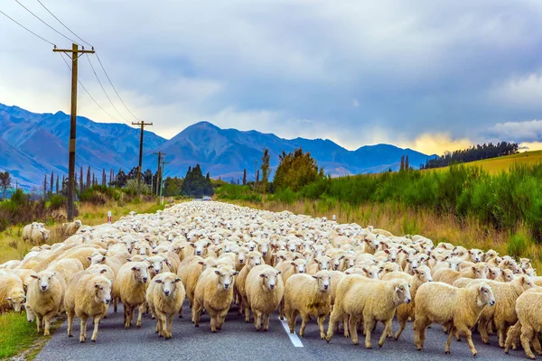 Le mouton se déplace le long de l'autoroute — Photo