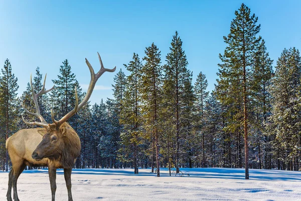 Bosque cubierto de nieve —  Fotos de Stock