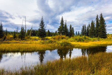 Sığ bir gölün etrafındaki sarı çimenler