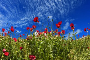 Mavi bahar gökyüzünde hafif sirrus bulutları