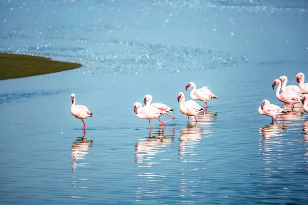 Beyaz-pembe flamingolar suya yansır. — Stok fotoğraf