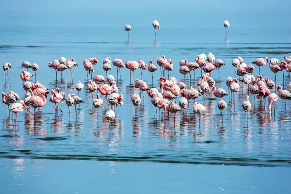 Rebanho de aves magníficas — Fotografia de Stock