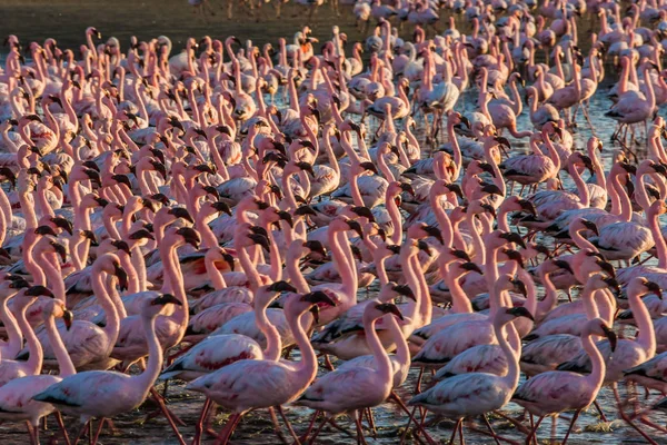 Ogromna kolonia flamingów — Zdjęcie stockowe