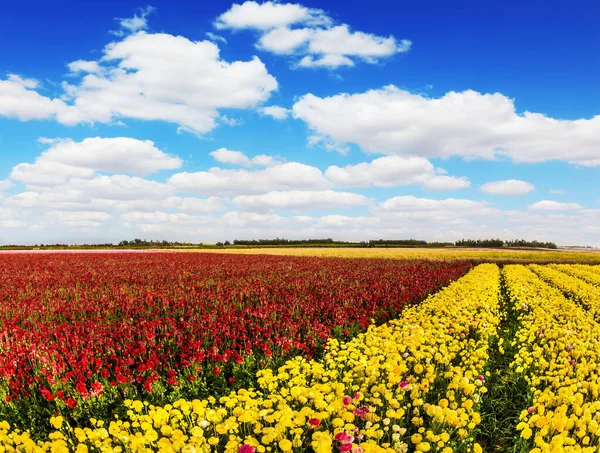 South of Israel, spring day — Stock Photo, Image