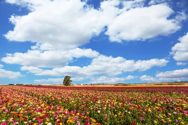 Kibbutz fields — Stock Photo, Image