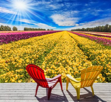 Düğün çiçeği yetiştirmek için tarım tarlası - ranunculus. Rahatlamak için çiçek tarlasının yanında duran rahat kırmızı ve sarı plastik sandalyeler. Kırsal ve ekolojik turizm kavramı