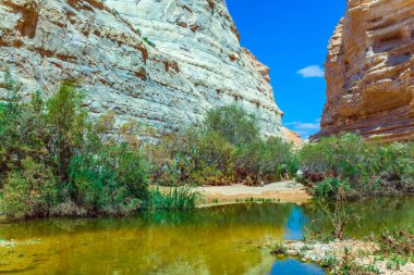 Deresi Zin, Negev çölündeki Ein Avdat kanyonundan geçer. Kanyon yamaçları suya yansır. İsrail'de bahar. Ekolojik, fotoğraf ve aktif turizm kavramı