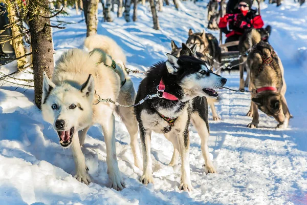 Cães Pararam Para Descansar Cão Trenó Husky Finlandês Grande Passeio — Fotografia de Stock