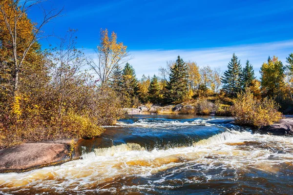 Schuimige Waterscheuren Gladde Stenen Lage Dennenbomen Aan Oever Van Rivier — Stockfoto