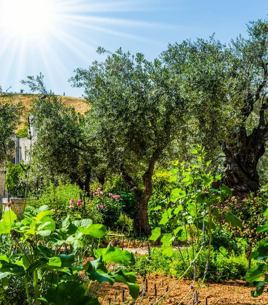 Oliveiras Ramificadas Caminhos Suaves Sob Sol Quente Outono Antigo Jardim — Fotografia de Stock