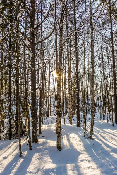 Largas Sombras Cruzan Profundas Corrientes Nieve Gran Mañana Helada Bosque —  Fotos de Stock