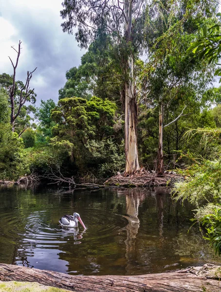 Australský Park Velký Vodní Pták Australský Pelikán Plave Mělkém Jezírku — Stock fotografie