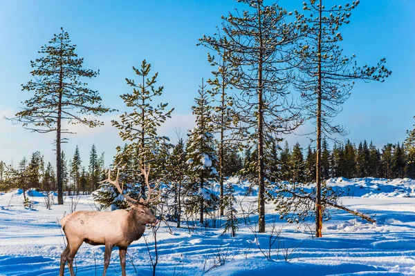 Magnificent Reindeer Horns Snow Covered Forest Sunny Cold Winter Day — 스톡 사진