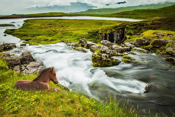 Zomer Ijsland Ruffled Slanke Ijslandse Paard Rusten Het Hoge Gras — Stockfoto