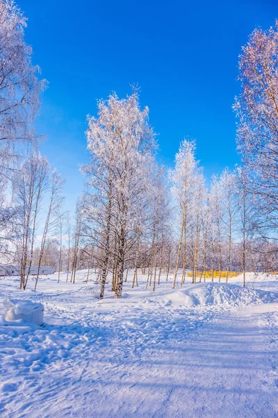Parlak Soğuk Kış Günü Ormanın Şeffaf Soğuk Havası Karla Kaplı — Stok fotoğraf