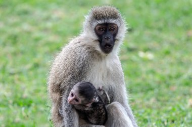 Safari - Kenya 'nın ünlü rezervi Amboseli Milli Parkı, Kenya' ya tur. Vervet maymunu dişi ve yavru. Egzotik, ekolojik ve fototürizm kavramı