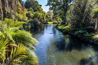 Nehir parkın içinden akar. Güney Adası, Yeni Zelanda 'da Hint yazı. Shady Bulvarı sakin bir nehir boyunca gider. Ekolojik ve fotoğraf turizmi kavramı. Christchurch Sahne Botanik Bahçesi