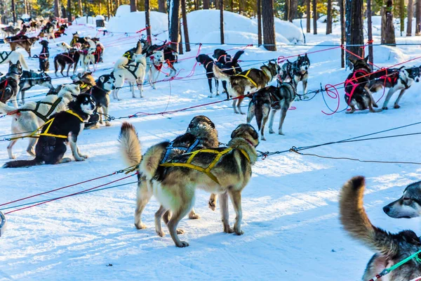 Cão Trenó Husky Finlandês Pare Para Descansar Pouco Grande Passeio — Fotografia de Stock