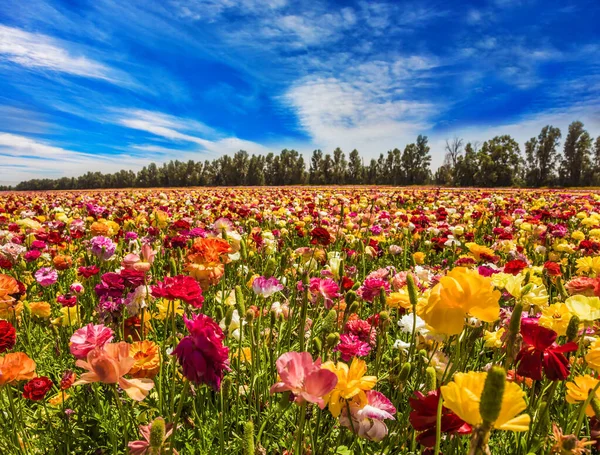 Primavera Israele Cirrus Nuvole Sottili Magnifici Ranuncoli Multicolori Ondeggiano Dal — Foto Stock