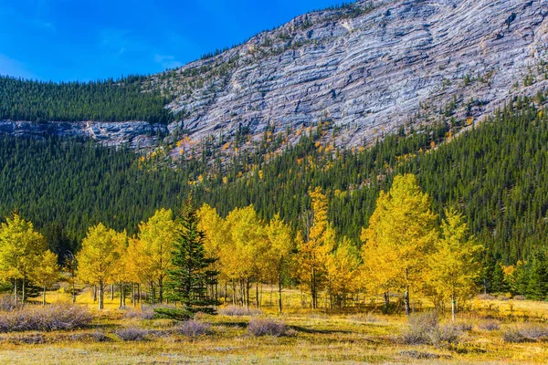 Indyjskie Lato Canadian Rockies Mały Gaj Brzozowy Dolinie Jeziora Abraham — Zdjęcie stockowe