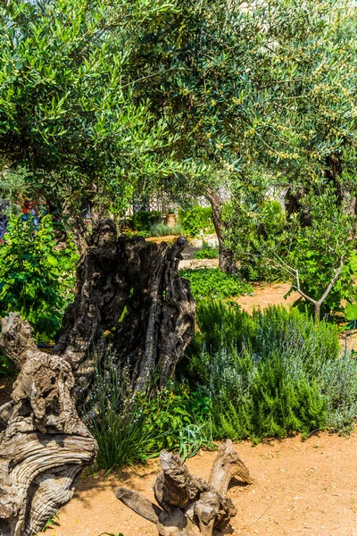 Antigo Bem Cuidado Jardim Getsêmani Jerusalém Oliveiras Ramificadas Caminhos Suaves — Fotografia de Stock