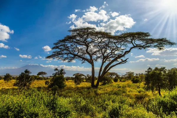 Park Amboseli Wspaniały Rezerwat Biosfery Podnóża Słynnej Góry Kilimandżaro Savanna — Zdjęcie stockowe