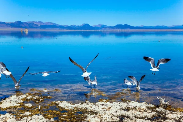 Muitas Aves Alimentam Nas Margens Lago Mono Lago Mono Pitoresco — Fotografia de Stock