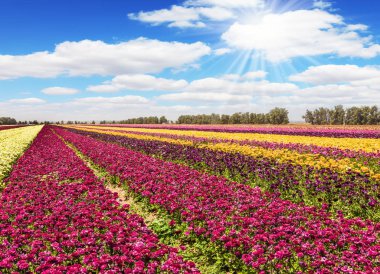 Büyük sarı ve mor çiçeklerden oluşan uzun çizgiler. Kocaman bahar bahçesi çiçekleri tarlası. Parlak bahar güneşi bulutların arasından parlıyor. Kırsal ve ekolojik turizm kavramı