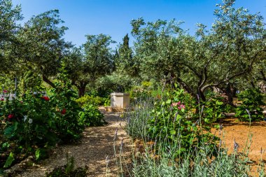 Sıcak sonbahar güneşi altında dallanmış zeytin ağaçları ve patikalar. Antik Kudüs 'teki kutsal Gethsemane Bahçesi. Tarihi, dini ve etnografik turizm kavramı
