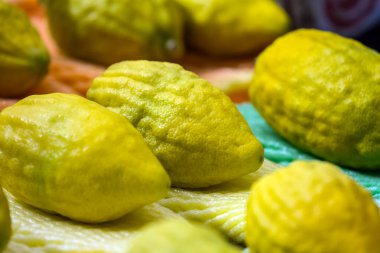 Etrog is a ritual citrus fruit. Jewish autumn holiday Sukkot - Feast of Tabernacles. One of the main holidays of the Jewish people. The concept of religious, ethnographic and photo tourism clipart