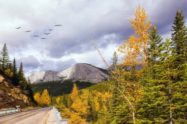 Miette Kaplıcaları 'na giden yol. Rockies' in en sıcak pınarı. Göçmen kuş sürüsü güneye uçar. Turuncu ve sarı yapraklı kavak ve huş ağaçları. Etkin, eko, araba ve fotoğraf turizmi kavramı 