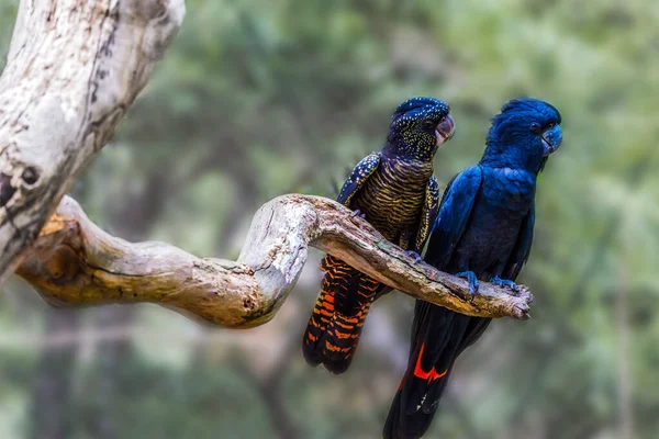 Par Loros Están Sentados Una Rama Seca Los Periféricos Son — Foto de Stock