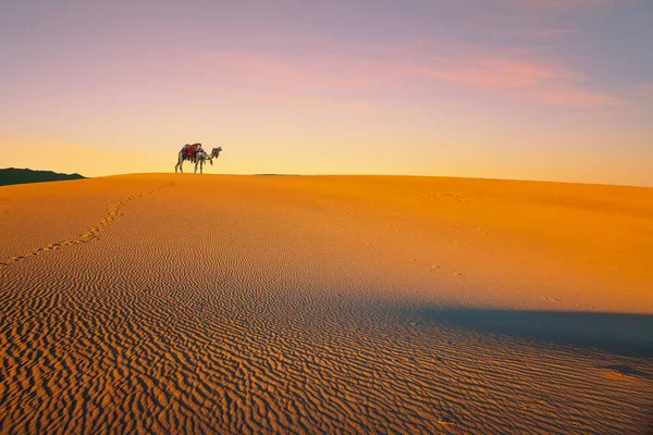 积极旅游 生态旅游和摄影旅游的概念 沙漠中的橙色日出 圆滑的骆驼 装饰着五彩缤纷的花环和流苏 站在沙丘的顶上 — 图库照片