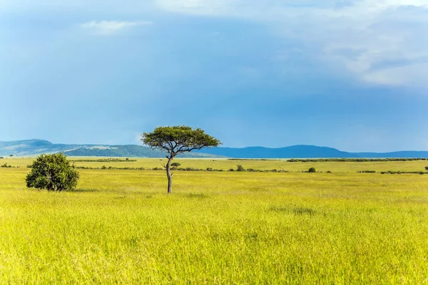 Magic Tropical Africa Journey Grassy Savannah Horn Africa Famous Masai — Stock Photo, Image