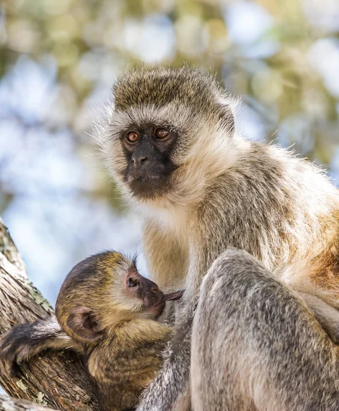 Vervet Monkey Female Cub Safari Tour Famous Kenyan Reserve Amboseli — Stock Photo, Image