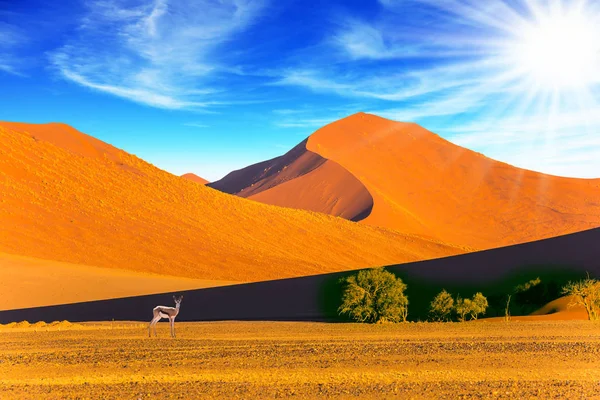 Travel Namibia South Africa Sunset Most Ancient World Namib Desert — Stock Photo, Image