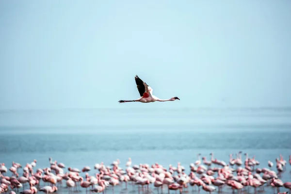 Krásný Pták Přeletí Nad Vodou Brzy Ráno Atlantickém Pobřeží Namibie — Stock fotografie