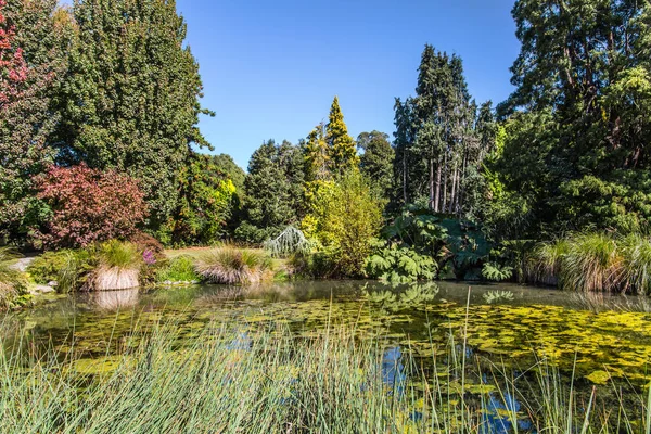 停滞した水で絵のような池 ユリや草で生い茂った クライストチャーチ風景植物園 ニュージーランド 南島への旅行 生態観光と写真観光の概念 — ストック写真