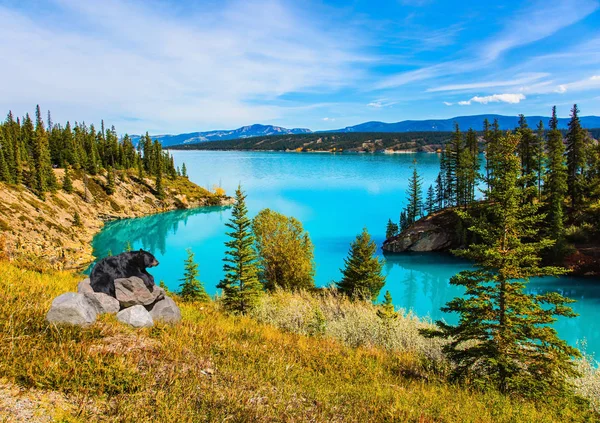 Urso Preto Lindo Descansando Junto Lago Sobre Rochas Abraham Lake — Fotografia de Stock