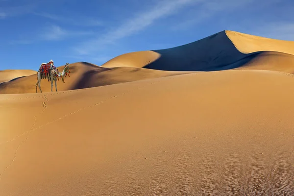 Amanecer Naranja Desierto Camello Bien Arreglado Decorado Con Guirnaldas Borlas — Foto de Stock