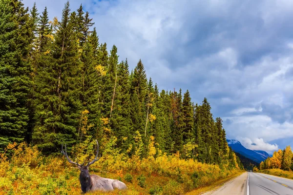 Veado Vermelho Descansando Lado Uma Estrada Grande Outono Nas Montanhas — Fotografia de Stock