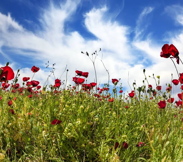 Início Primavera Israel Anêmonas Família Buttercup Caminhando Dia Quente Primavera — Fotografia de Stock