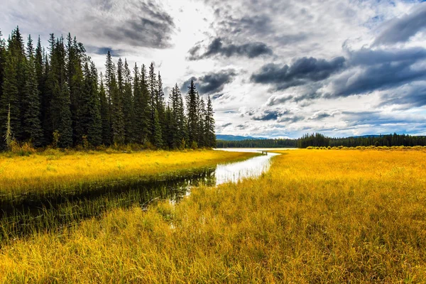 Coniferous Evergreen Forest Shallow Lakes Swamps Rocky Mountains Canada Yellow — Stock Photo, Image