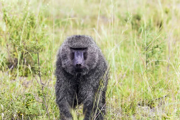 Famosa Reserva Masai Mara Quênia Babuíno Babuíno Amarelo Savana Gramada — Fotografia de Stock