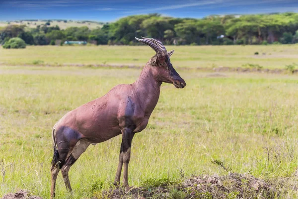 Afrique Beau Herbivore Antelope Roan Dans Savane Herbeuse Célèbre Réserve — Photo